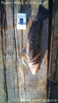 �����ʥ�