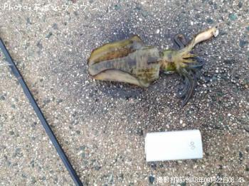 ¥¢¥ª¥ê¥¤¥«