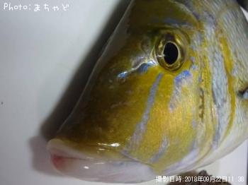 ���ޥ�ڥϥޥե��ե���