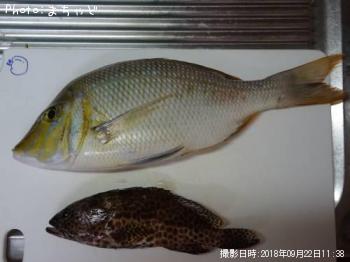 ���ޥ�ڥϥޥե��ե���