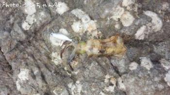 ¥¢¥ª¥ê¥¤¥«