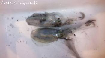 ¥¢¥ª¥ê¥¤¥«