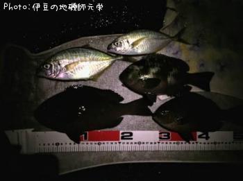 ��Ĺ�᥸��