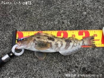 �����ʥ�