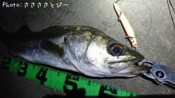 �����Х�