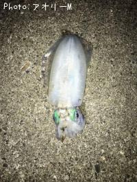 ¥¢¥ª¥ê¥¤¥«