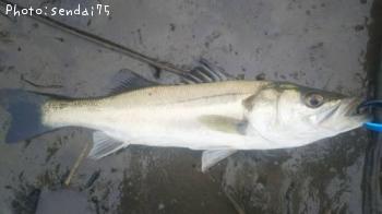 �����Х�