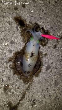 ¥¢¥ª¥ê¥¤¥«