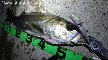 �����Х�