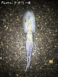 �����ꥤ��