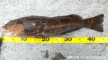 �����ʥ�