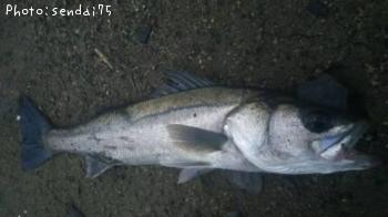 �����Х�