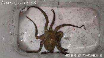 ¥¢¥ª¥ê¥¤¥«¡õ¥¿¥³