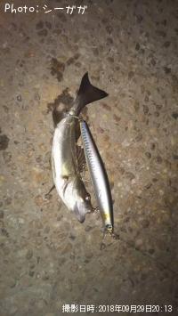 ͦ´º¤Ê¥Á¡¼¥Ð¥¹