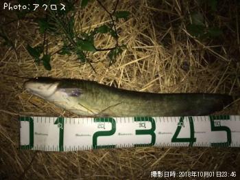 �ޥʥޥ�