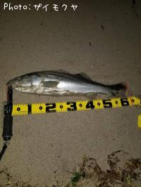 �����Х�