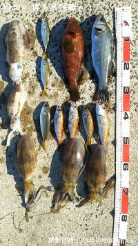 ¥¢¥ª¥ê¥¤¥«¡¢¥¥¸¥Ï¥¿¡¢¥Ò¥é¥»¥¤¥´¡¢¥¢¥¸¡¢¥à¥Ä