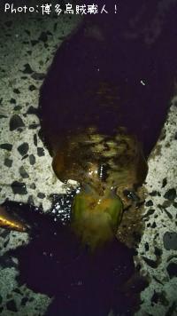 ¥¢¥ª¥ê¥¤¥«¡¢¥¥¸¥Ï¥¿¡¢¥Ò¥é¥»¥¤¥´¡¢¥¢¥¸¡¢¥à¥Ä