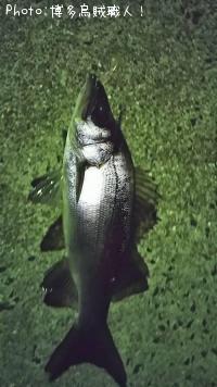 ¥¢¥ª¥ê¥¤¥«¡¢¥¥¸¥Ï¥¿¡¢¥Ò¥é¥»¥¤¥´¡¢¥¢¥¸¡¢¥à¥Ä