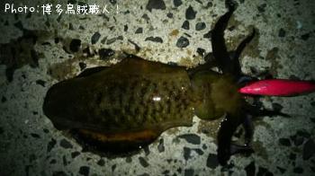 ¥¢¥ª¥ê¥¤¥«¡¢¥¥¸¥Ï¥¿¡¢¥Ò¥é¥»¥¤¥´¡¢¥¢¥¸¡¢¥à¥Ä