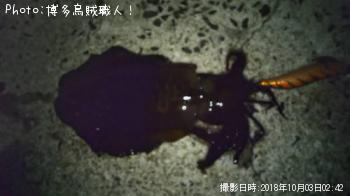 ¥¢¥ª¥ê¥¤¥«¡¢¥¥¸¥Ï¥¿¡¢¥Ò¥é¥»¥¤¥´¡¢¥¢¥¸¡¢¥à¥Ä