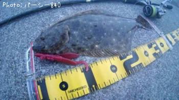 ¥Ò¥é¥á¡Ê¥½¥²¡Ë