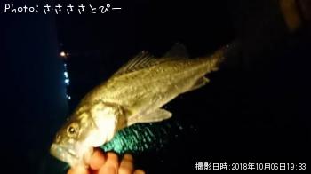 ��Х�������Х�