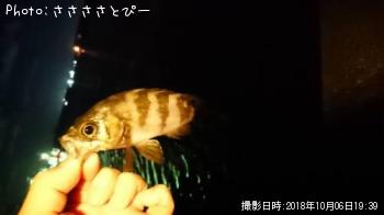 ��Х�������Х�