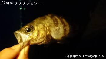 ��������Х�