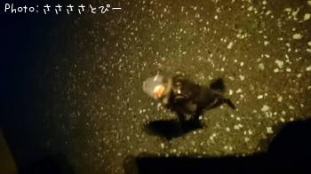 ��������Х�