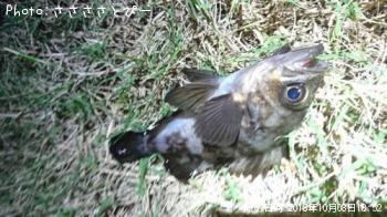 ¥á¥Ð¥ë¡õ¥«¥Þ¥¹¡õ¥»¥¤¥´