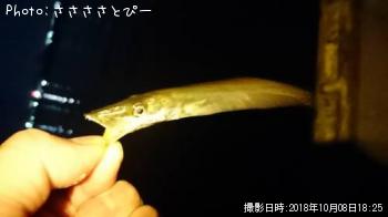 ¥á¥Ð¥ë¡õ¥«¥Þ¥¹¡õ¥»¥¤¥´