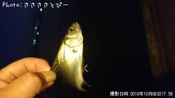 ¥á¥Ð¥ë¡õ¥«¥Þ¥¹¡õ¥»¥¤¥´