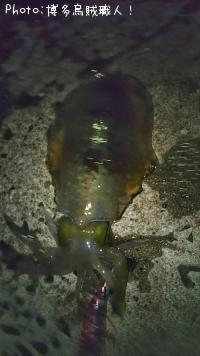 ��������ġ������ꥤ��