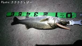 �����Х�