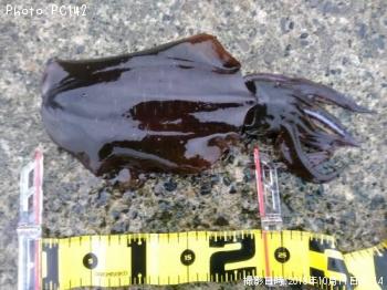 �����ꥤ��