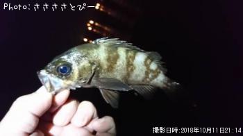 ��������Х�