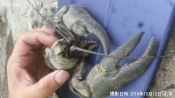 ���ꥬ��