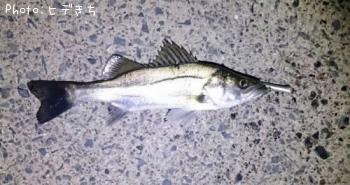 �����Х�