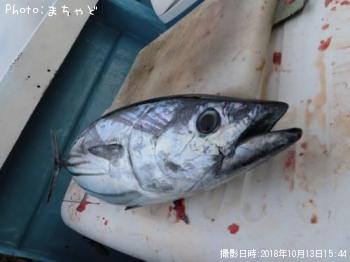 ¥«¥Á¥å¡¼¡Ú¥«¥Ä¥ª¡Û