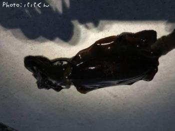 ¥¢¥ª¥ê¥¤¥«