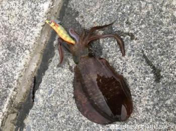 �����ꥤ��