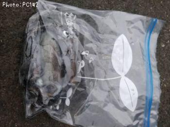 �����ꥤ��