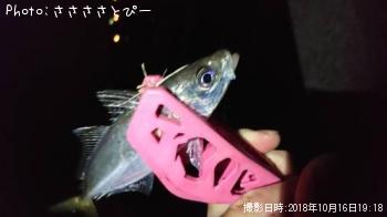 ¥¯¥í¥À¥¤¡õ¥¢¥¸