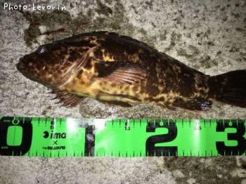 ¥¿¥±¥Î¥³¥á¥Ð¥ë