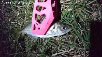 ��������Х�