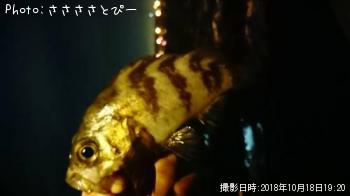 ��������Х�