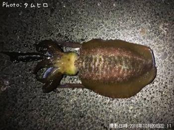 �����ꥤ��