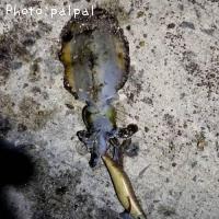 �����ꥤ��