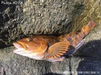 �����ʥ�